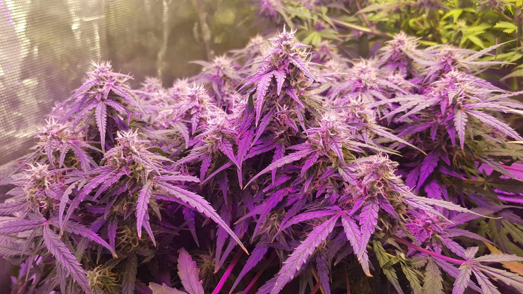 Purple Haze Automatic kaufen