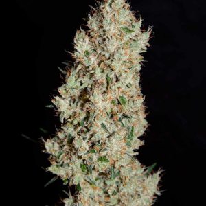 White Widow | Automatic | Schnelle Ernte | 18-25% THC