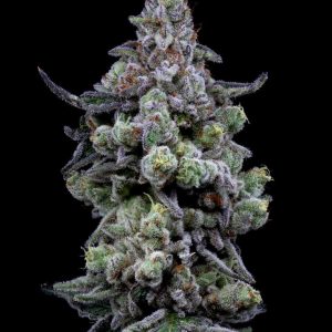 Cali Runtz Samen Cannabis