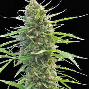 Super Lemon Haze Seeds Kaufen