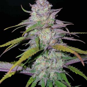 Purple Haze Samen kaufen