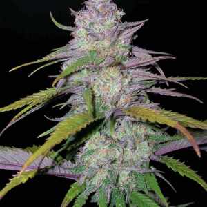 Purple Haze Samen kaufen