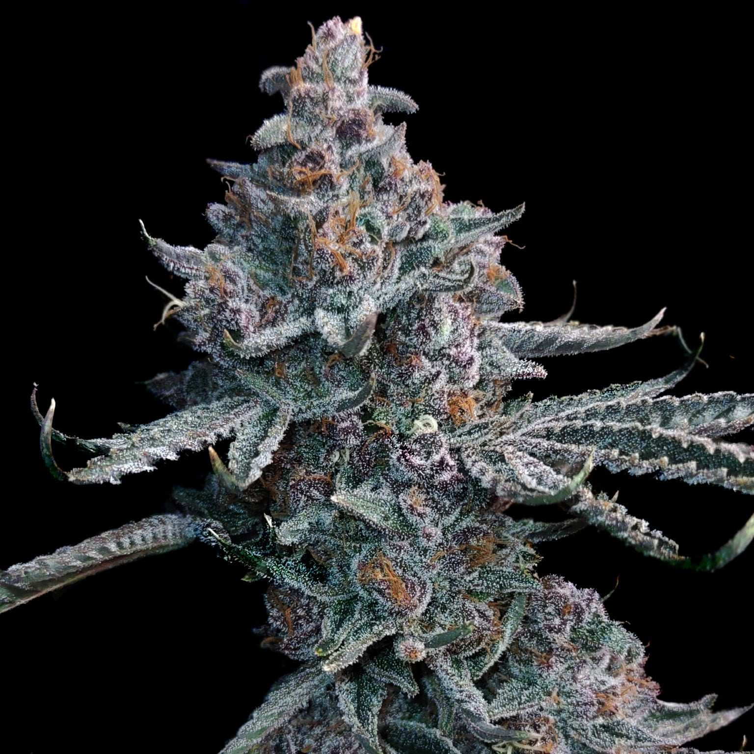Cali Runtz Seeds