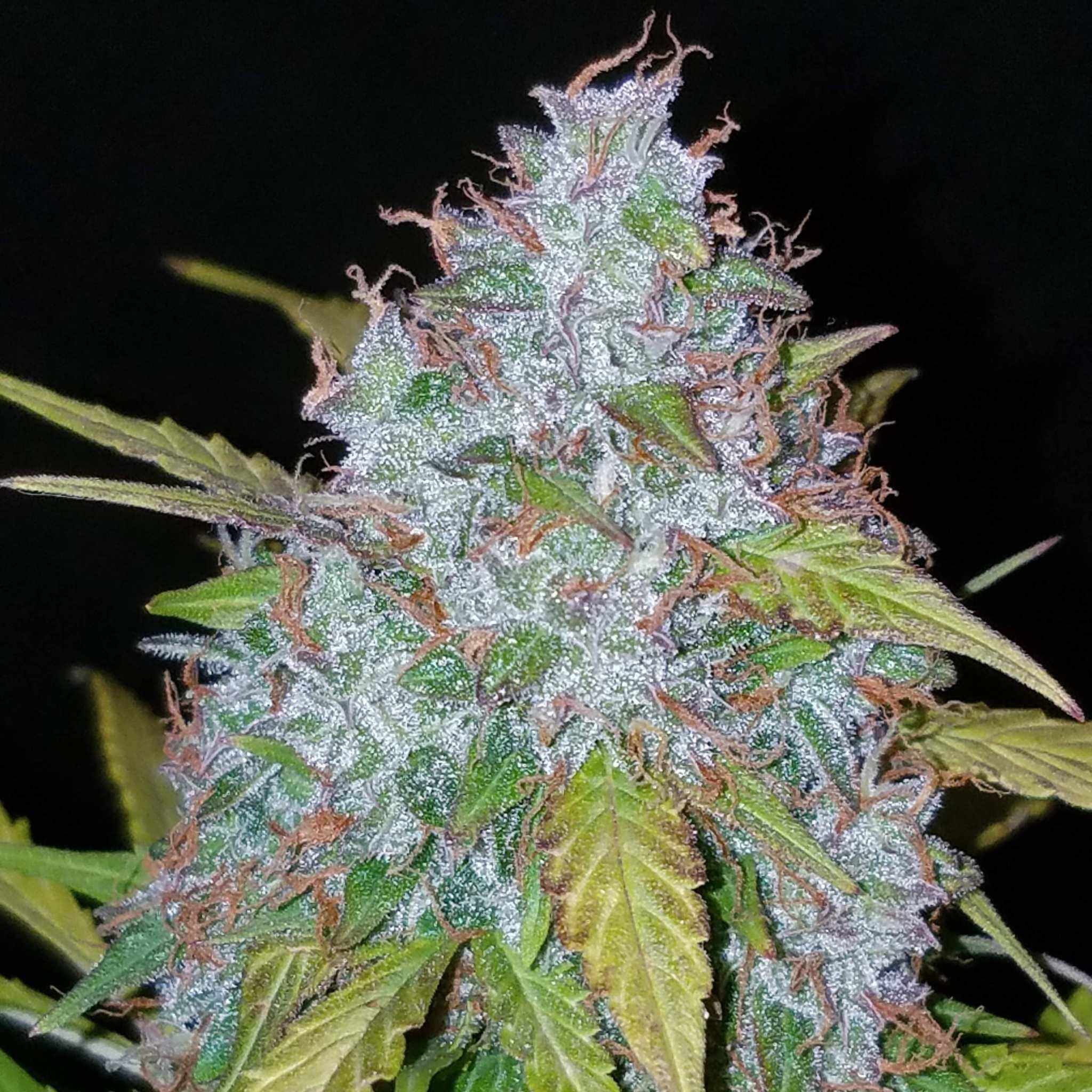 Purple Haze Automatic kaufen
