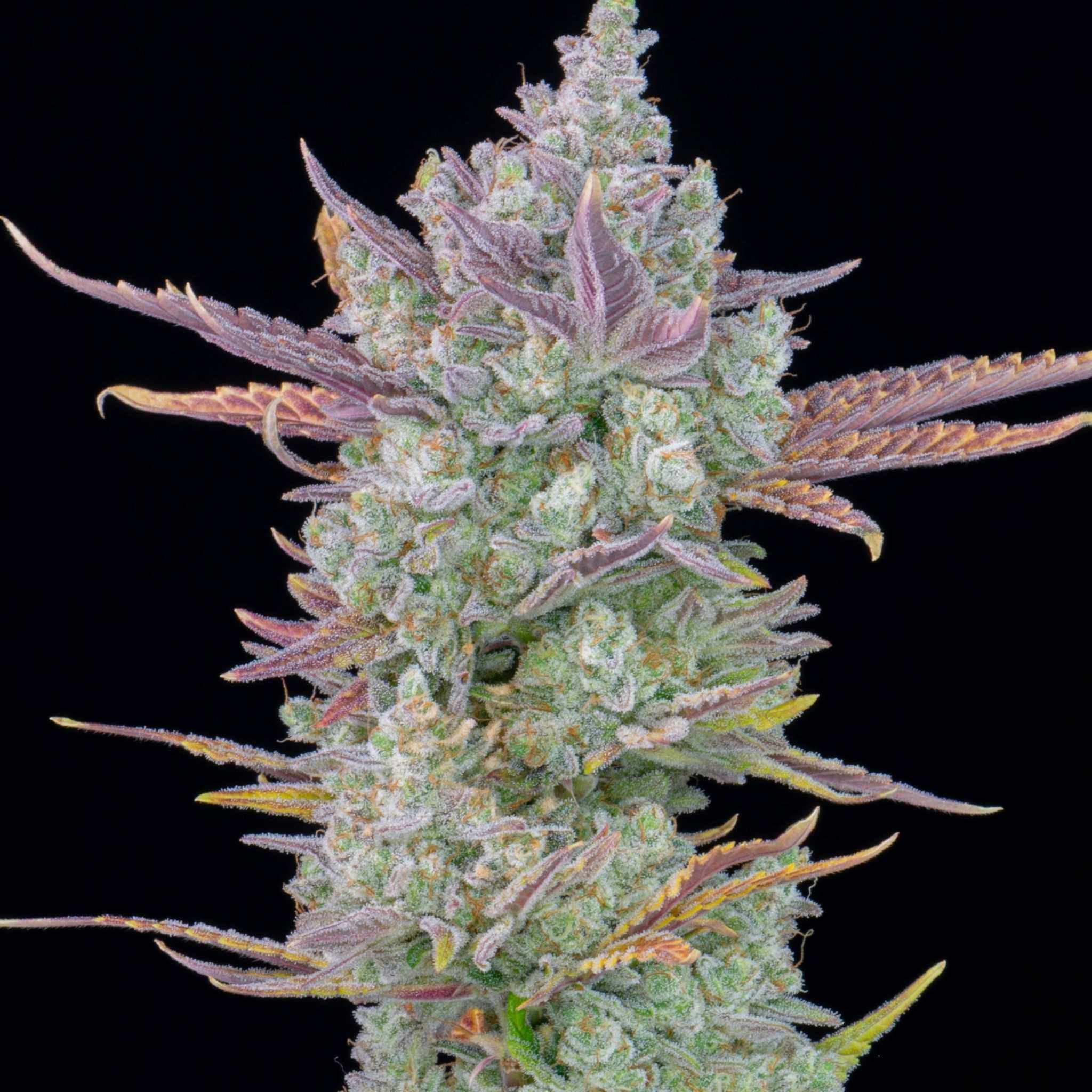 Gorilla Glue samen kaufen