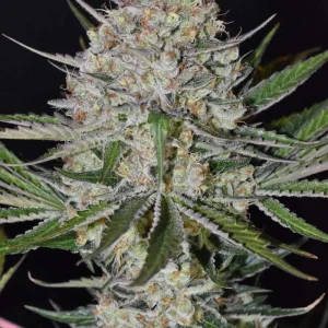 Strawberry Haze Samen kaufen