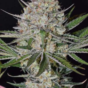 Strawberry Haze Samen kaufen