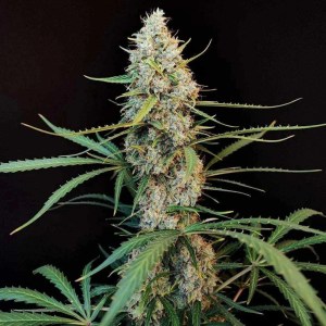 Amnesia Haze Automatic kaufen