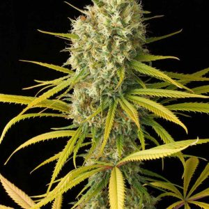 Amnesia Haze kaufen