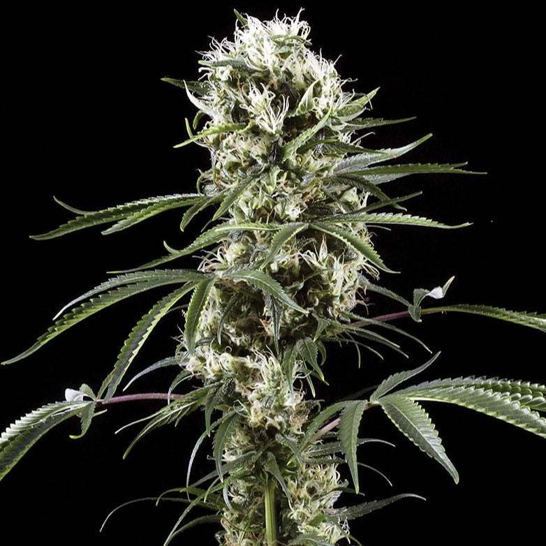 Automatic Feminisierte Samen kaufen