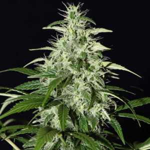 Super Silver Haze Samen