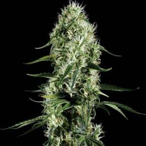 Super Silver Haze seeds