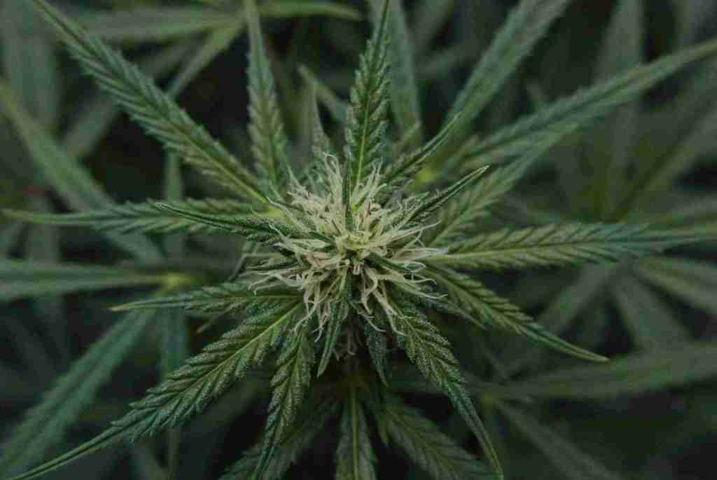 hanfsamen-keimen-lassen