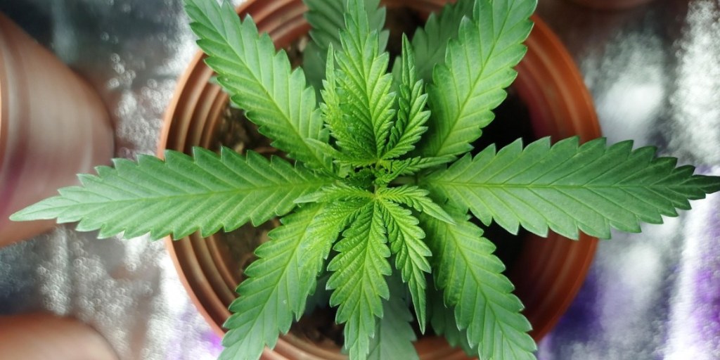 vorbluete autoflower